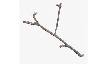 Twigs for Windows - Download it from Habererciyes for free